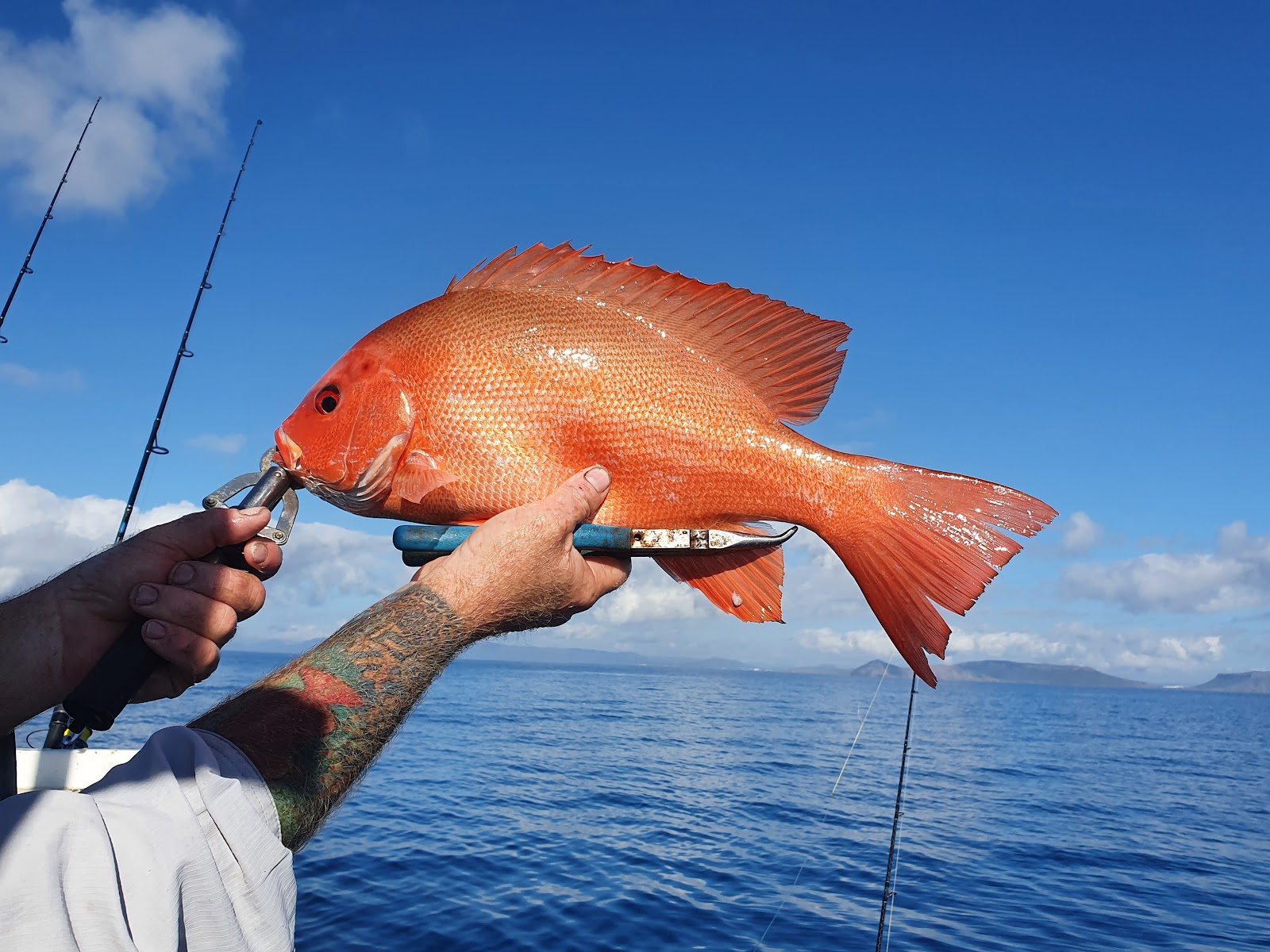 A red emperor held up over blue water