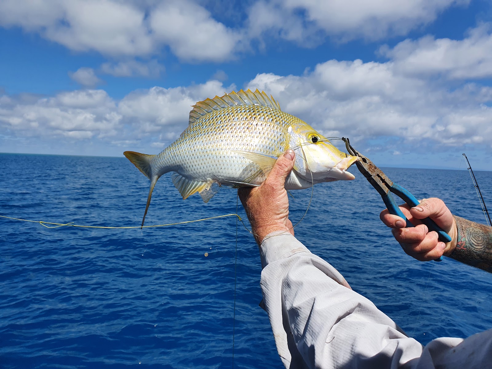 A reef fish unhooked beside the boat