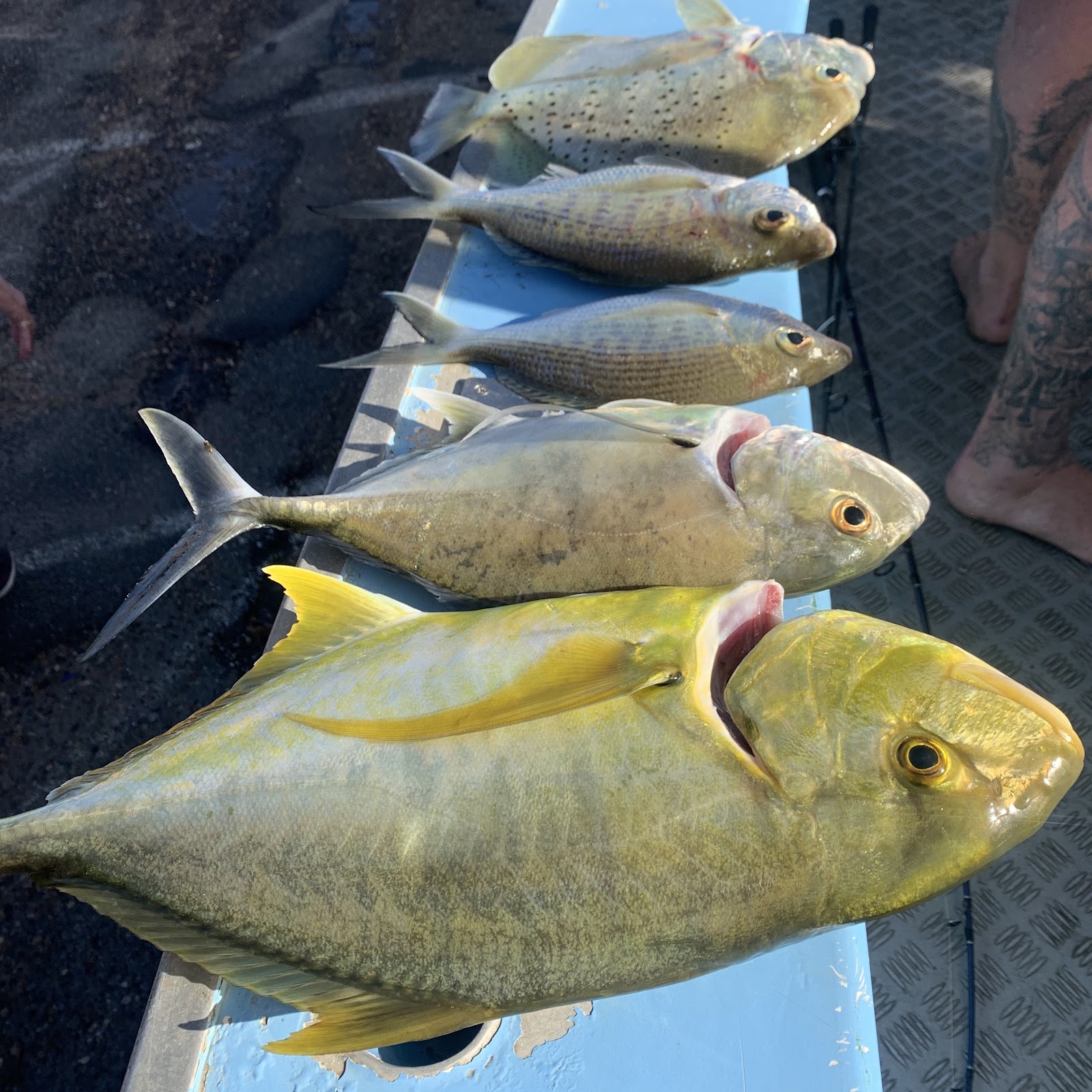 A row of trevally and queenfish on the deck