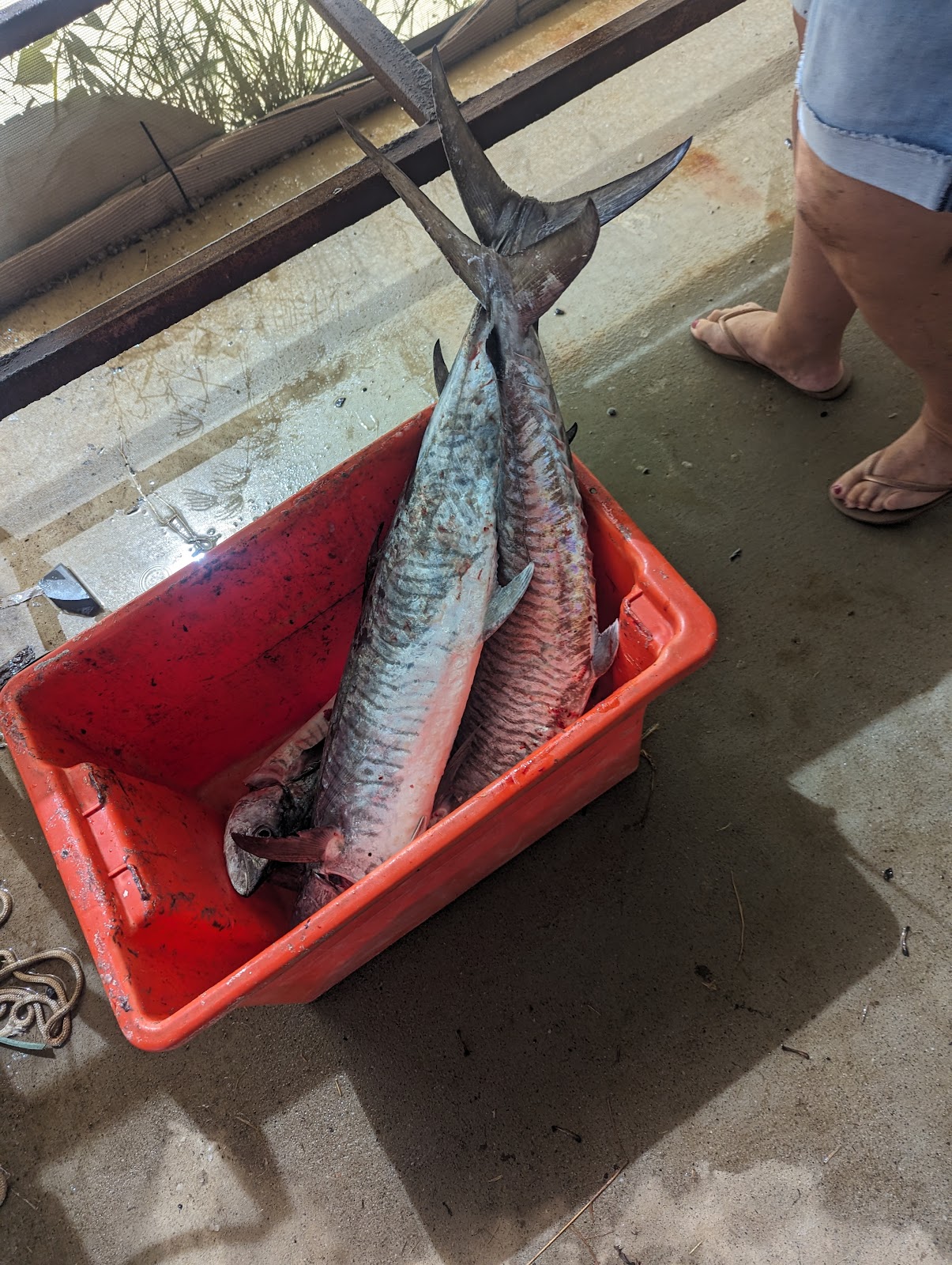 Spanish mackerel in a tub on the boat