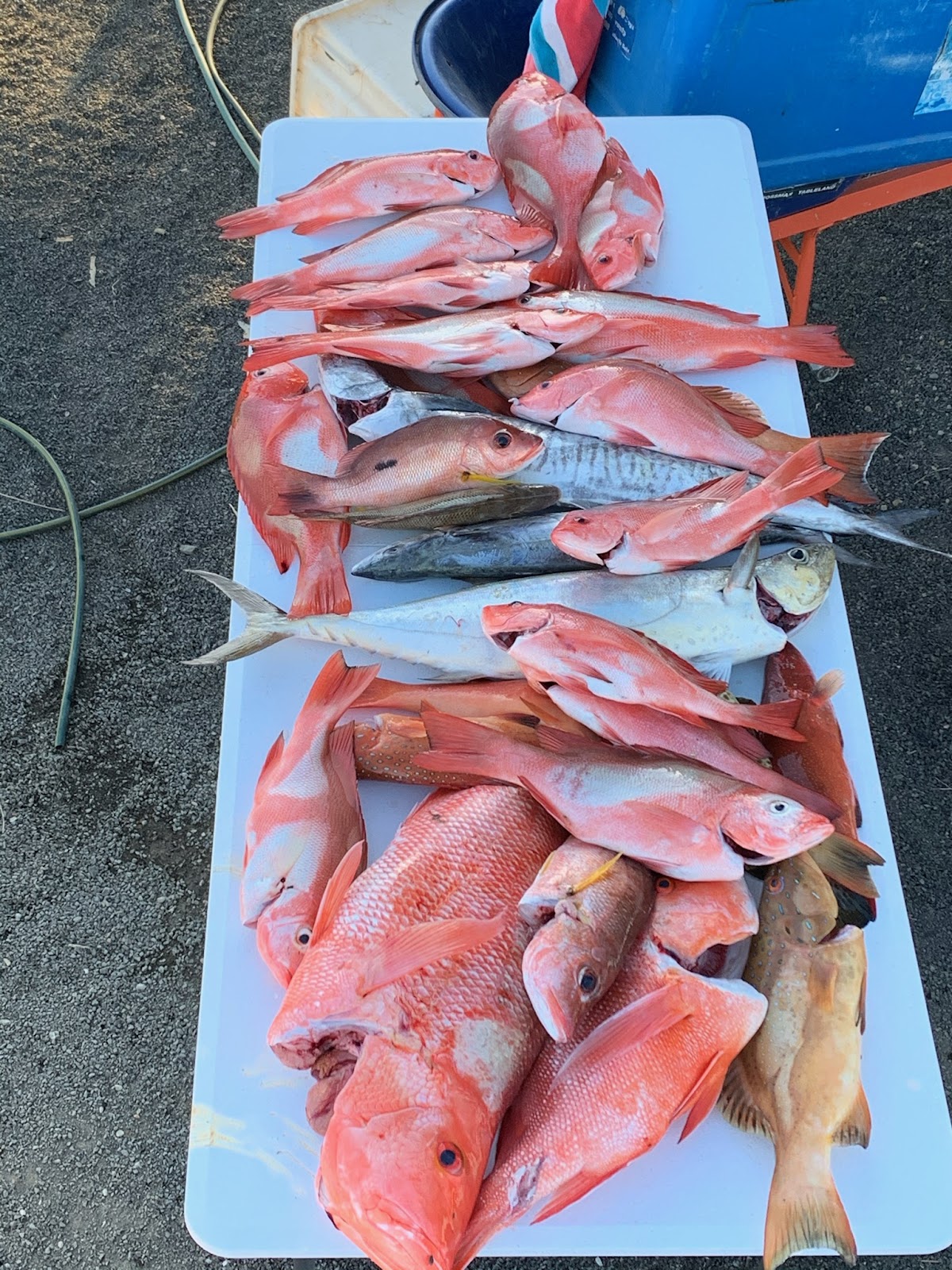 A table covered in red reef fish after a day out