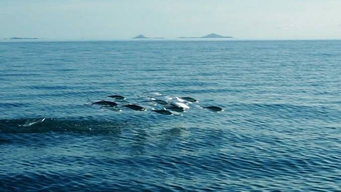 Dolphins surfacing on the reef with islands on the horizon